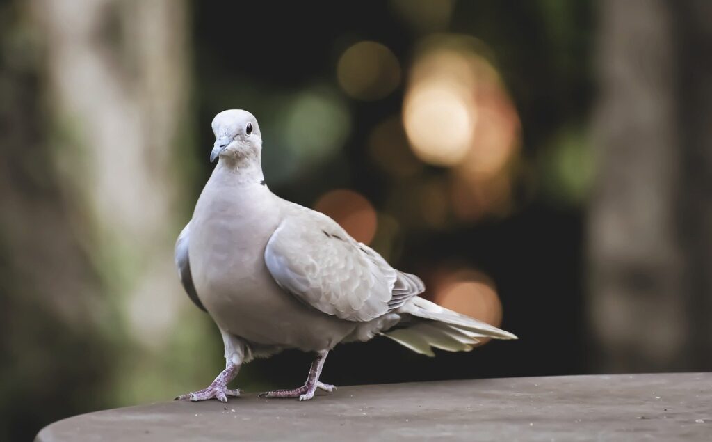 collared, bird, plumage